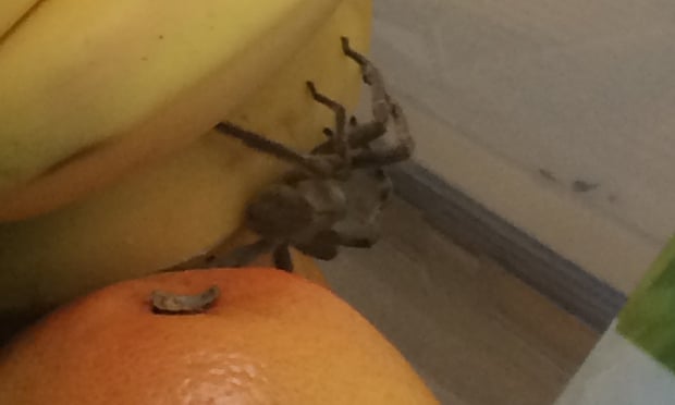 Brazilan wandering spider found in bunch of bananas from Waitrose