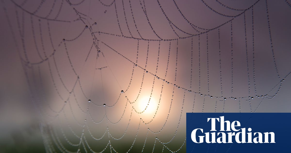 50 Years Ago Morning Mists Reveal Numerous Spiders Webs Environment
