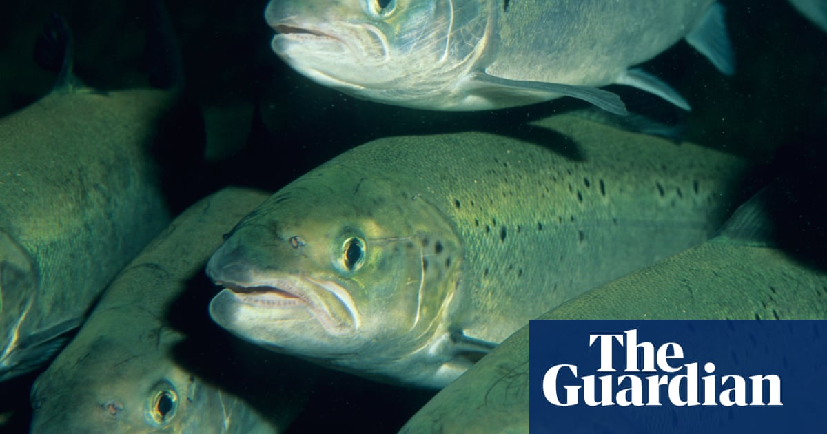 Aquaponics A Sustainable Solution To Food Insecurity Working In Development The Guardian Aquaponics A Sustainable Solution To Food Insecurity Working In Development The Guardian