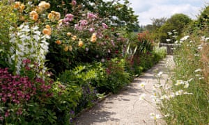 Gardens: coming up roses | Life and style | The Guardian