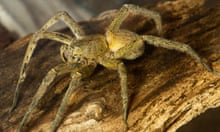 how fast is a wandering spider
