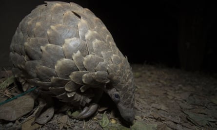 Hunted to near extinction … a pangolin.