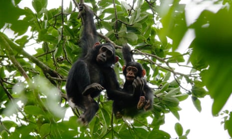 Two young chimpanzees in Nouabalé-Ndoki national park, Republic of the Congo.
