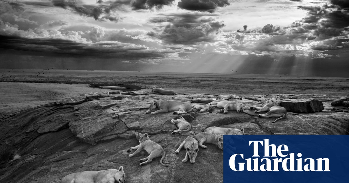 2014 Wildlife photographer of the Year | Environment | The Guardian