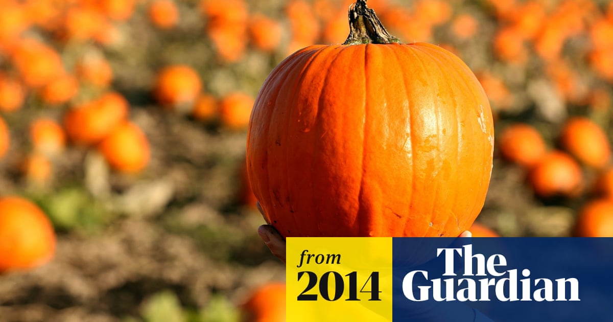Uk Farmers Warn Of Pumpkin Crisis In Runup To Halloween Farming The Guardian Uk Farmers Warn Of Pumpkin Crisis In Runup To Halloween Farming The Guardian
