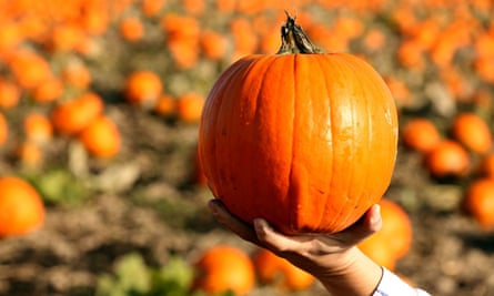Uk Farmers Warn Of Pumpkin Crisis In Runup To Halloween Farming The Guardian