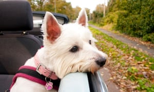 West Highland Terrier from Dogs Hanging Out of Windows