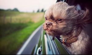 Shih Tzu 'Charlee' from Dogs Hanging Out of Windows 