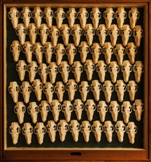 bat skulls