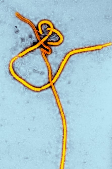 The Ebola virus has a remarkable ability to transform itself and escape detection.