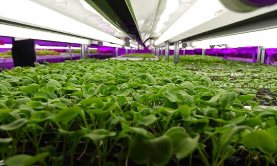 Panasonic indoor vegetable farm.