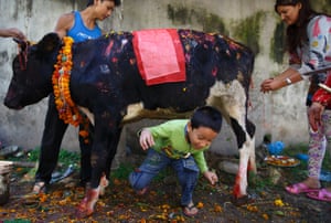 A boy crawls under a cow during a ceremony celebrating the Tihar festival, also called Diwali. Hindus all over Nepal are celebrating the festival during which they worship cows, which are considered a maternal figure, and other animals
