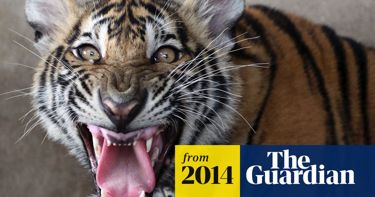 www.theguardian.com