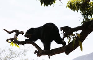 'Cholita' a Spectacled bear walks on a tree at the dry forest of the Chaparri Natural Reserve in Peru's northern region of Lambayeque October 19, 2014.  'Cholita' was rescued when was living as a pet and is now in the process of adaptation to return to their natural habitat, living in semi-captivity. Picture taken October 19, 2014.