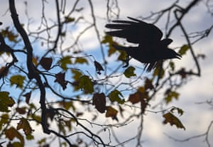 A crow is silhouetted as it takes-off from a tree on an autumn day in Lutry near Lausanne October 22, 2014.