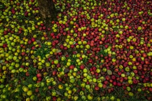A carpet of apples lie ready to be harvested for cider at an orchard outside Milverton on October 23, 2014, Somerset, England.
