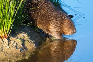 File photo pf captive Beaver; Castor fiber; in unkown location, UK.;