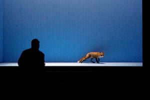 Sergei Leiferkus in the role of Foersters and a real fox from the Mortizburg Wildlife Park rehearse the three-act opera The Cunning Little Vixen by Czech composer Leos Janacek in the Semper Opera in Dresden, Germany, 14 October 2014.
