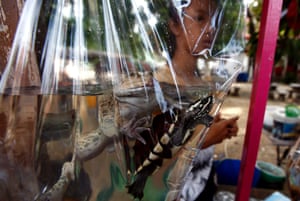 A Thai girl sells plastics bags of frog and turtles at a temple stall outside a Buddhist temple in Minburi district, Bangkok, Thailand. The stall sellers earn money selling live animals to faithful Buddhists who are looking to do good deeds. After purchase they take them to nearby canals to pray and release thereby making merit.