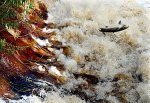 A leaping salmon hurls itself upstream in the River Swale Salmon swim upstream in the River Swale, Topcliffe, North Yorkshire  - 20 Oct 2014  It's a scene played out in freshwater rivers across the country salmon are seen valiantly leaping up a river in North Yorkshire. Thousands of salmon and sea trout are returning to the exact spot where they were hatched from their North Atlantic feeding grounds. The fish travel from as far away as Greenland and Norway to return to their native waters where they will spawn young of their own, usually in December and January. The stunning pictures were captured at Topcliffe from the banks of the Swale, which is a tributary of the River Ouse