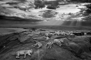 2014 Wildlife Photographer of the YearBlack and White category winner and AND OVERALL WILDLIFE PHOTOGRAPHER OF THE YEARThe last great picture by Michael 'Nick' Nichols (USA)Nick set out to create an archetypal image that would express both the essence of lions and how we visualize them - a picture of a time past, before lions were under such threat. Here, the five females of the Vumbi pride - a 'formidable and spectacularly cooperative team' - lie at rest with their cubs on a kopje (a rocky outcrop), in Tanzania's Serengeti National Park.