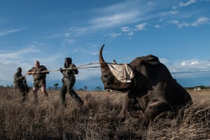 Dr Marius Kruger (C) and memeber of the Kruger National Park keeps the head of a rhino up during a white rhino relocation capture on October 17, 2014. The Kruger National Park relocated four rhinoceros from a high risk poaching area to a safer area as part of ongoing strategic rhinoceros management plan.