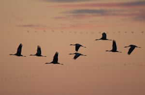 Cranes return at sunset from foraging for food during the day to spend the night in the marshes on October 19, 2014 near Linum, Germany. The Linum marshes are a major stopping point for cranes and other birds migrating from Scandinavia south to Spain and northern Africa. According to NABU, the German nature-protection federation, there are currently 117,000 cranes at Linum and at least 200,000 in Germany, where they are resting and feeding for several weeks before continuing south.