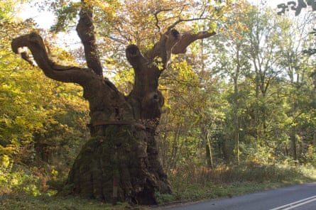 Woodland Trust  top 10 trees : Big Bellied Oak