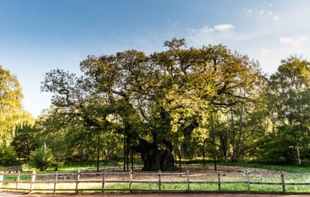 Woodland Trust top 10 trees : Major Oak. Nottinghamshire County Council