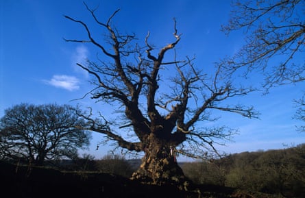 Woodland Trust top 10 trees Whiteleaved Oak. 