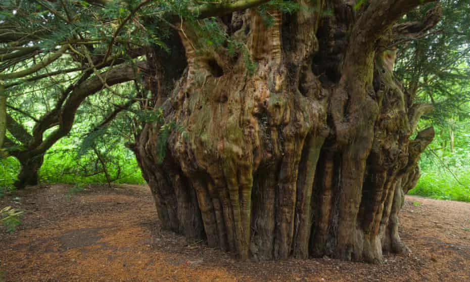 England S Top 10 Trees Shortlisted For Tree Of The Year Trees And Forests The Guardian