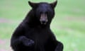 black bear in montana