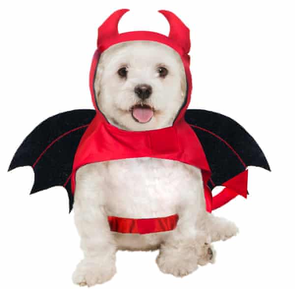 Dog halloween costumes asda deals