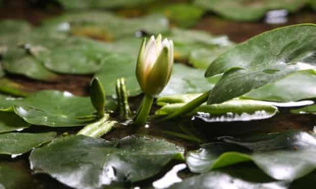 World's smallest water lily