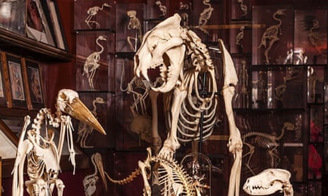 A two-headed lamb and ancient dildos: the UK's strangest new museum | Design | The Guardian A two-headed lamb and ancient dildos: the UK's strangest new museum | Design | The Guardian