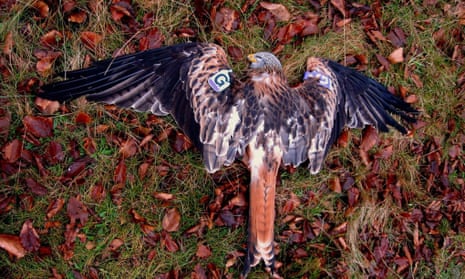 Undated National Parks and Wildlife Service handout photo of a red kite that has been poisoned, January 27, 2012. The breeding female bird, which had been nesting on a farm near Redcross, Co Wicklow, was found near Brittas Bay late last year.