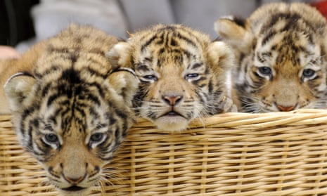 Records show that three tigers have been imported into Armenia in recent years.
