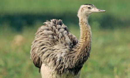 The American Rhea, one of a number of exotic birds brought into Armenia.