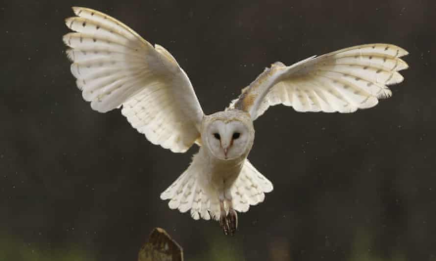 Man charged with harassing owl on motorised paraglider | Utah | The Guardian