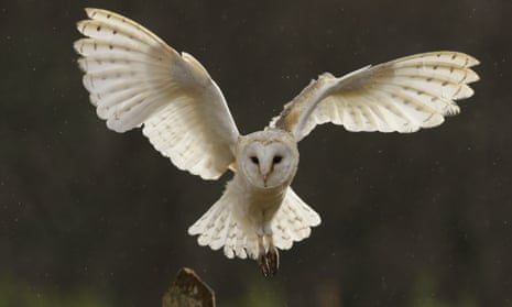A barn owl in flight.
