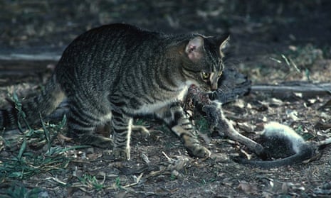 Feral cats more likely to prey on native animals if rabbit numbers reduced  | Wildlife | The Guardian