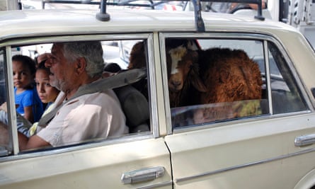 A family in Cairo transports a sheep in the back of a car. Poorer families save for months in order to be able to afford meat for Eid-al-Adha.