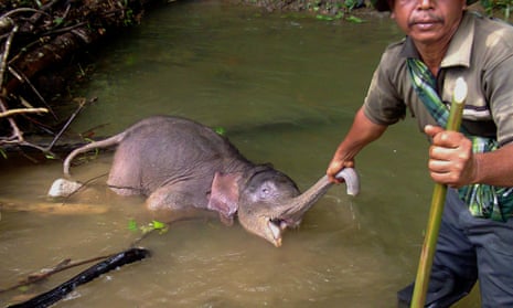 A dead baby Sumatran elephant found in a river in Serbajadi in East Aceh district in Aceh province, located near the Leuser ecosystem forest conservation area in Indonesia’s Sumatra island on August 21, 2014. According to wildlife officials, dozens of the elephants have died after being poisoned in recent years on Sumatra island.