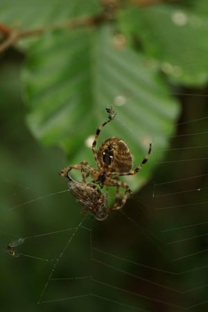 Britain S Household Spiders Your Pictures Uk News The Guardian