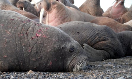 An injured walrus at Point Lay.