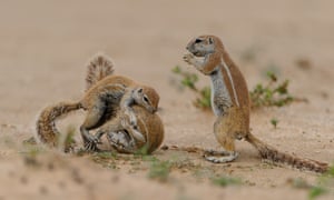 Two squirrels spotted fighting in Kgalagadi Transfrontier Park, South Africa.