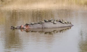 A friendly hippo lets a dozen terrapins rest on its back in September, 2014, in Kruger National Park, South Africa.  Hippopotamuses are normally aggressive animals but this gentle giant seemed to have a soft spot for the terrapins.