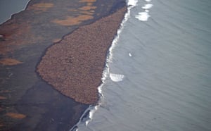 35,000 walrus gather on shore near Point Lay, Alaska. Pacific walrus looking for places to rest in the absence of sea ice are coming to shore in record numbers on Alaska's northwest coast. The National Oceanic and Atmospheric Administration confirms an estimated 35,000 walrus wer  photographed Saturday about 700 miles northwest of Anchorage. The enormous gathering was spotted during NOAA's annual arctic marine mammal aerial survey.