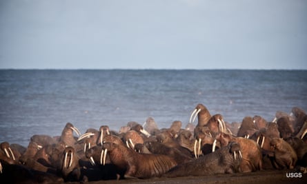 The coastal walrus haulouts that form during periods of sea ice scarcity in the Chukchi Sea are composed primarily of adult female walruses and young, as well as some adult male walruses.