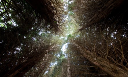 If You Plant Different Trees In The Forest Is It Still The Same Forest Vital Signs The Guardian